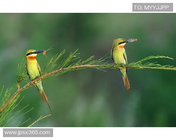 牙医姚明明：用微笑与专业守护每一颗牙齿的健康与美丽